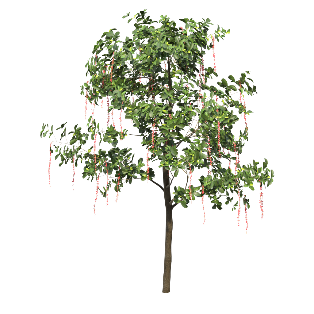 Barringtonia acutangula - Freshwater mangrove